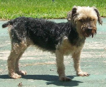 Ajax the Skye Terrier