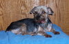 Ajax the Skye Terrier