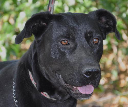 Sage the Sweet Lab