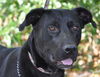 Sage the Sweet Lab