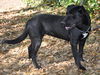 Sage the Sweet Lab