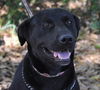 Sage the Sweet Lab