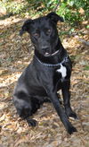 Sage the Sweet Lab
