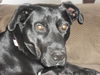 Sage the Sweet Lab