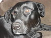 Sage the Sweet Lab