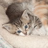Crackers the Kitten