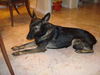Sascha