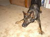 Sascha