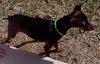 Peanut the English Toy Pinscher