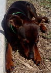 Peanut the English Toy Pinscher