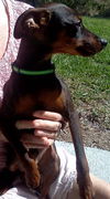 Peanut the English Toy Pinscher