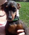 Peanut the English Toy Pinscher