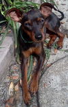 Peanut the English Toy Pinscher