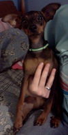 Peanut the English Toy Pinscher