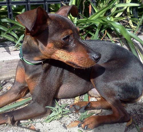 Peanut the English Toy Pinscher
