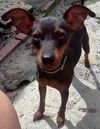 Peanut the English Toy Pinscher