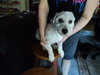 Kiko the Bischon Mix