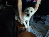 Kiko the Bischon Mix