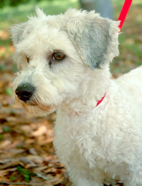 Kiko the Bischon Mix