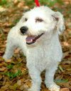 Kiko the Bischon Mix