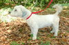 Kiko the Bischon Mix