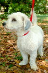 Kiko the Bischon Mix