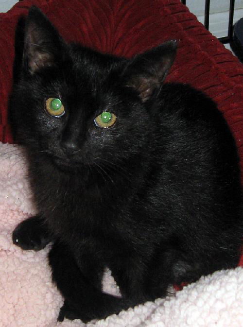Firefly the Kitten