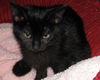 Firefly the Kitten