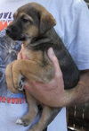 Fortune the Pirate Pup