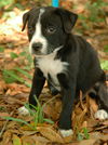 Elanor the Black Lab Pup