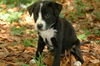 Elanor the Black Lab Pup