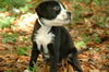 Elanor the Black Lab Pup