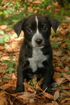 Freda the Black Lab Pup