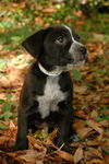 Freda the Black Lab Pup