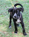 Freda the Black Lab Pup