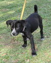 Freda the Black Lab Pup