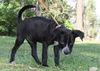 Freda the Black Lab Pup