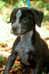 Pippen the Black Lab Pup