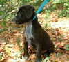 Pippen the Black Lab Pup