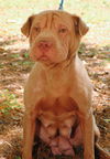 Ching Ching the Shar Pei Mommy