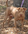 Ching Ching the Shar Pei Mommy