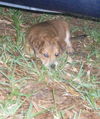 Rosie the Shar Pei Pup