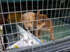 Gala the Shar Pei Pup