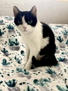 Chloe NO CLAWS