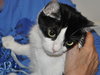 Chloe NO CLAWS