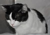 Chloe NO CLAWS