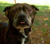 Carlson the Boston Terrier Mix