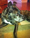 Carlson the Boston Terrier Mix