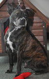 Carlson the Boston Terrier Mix