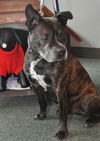 Carlson the Boston Terrier Mix